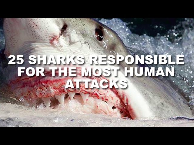 25 Sharks Responsible For The Most Human Attacks