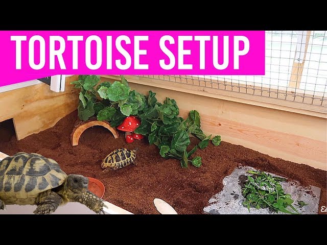 NEW Setting Up My Tortoise Enclosure | DIY Tortoise Table House