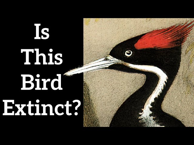 Is the Ivory billed Woodpecker Extinct?
