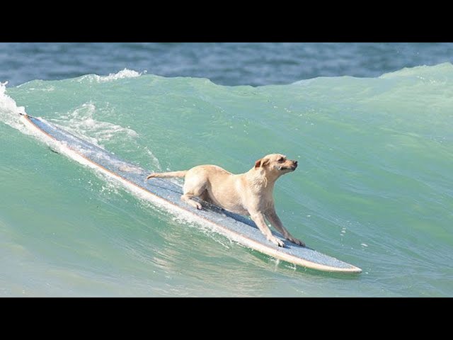 Can Dogs Surf Better Than Human?