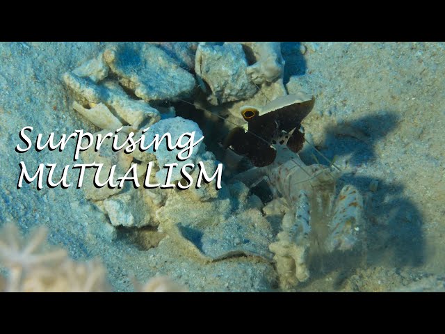 Mutualism and a very special fish
