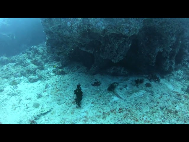 Мальдивы, Диффуши 2023/2024, дайвинг, каменный группер
