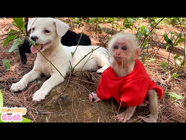 Two puppies scrambled T-shirt of baby monkey