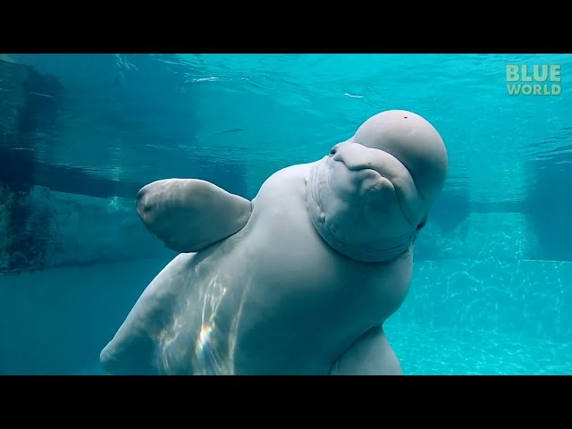 Beluga Whales of the Mystic Aquarium | JONATHAN BIRD'S BLUE WORLD