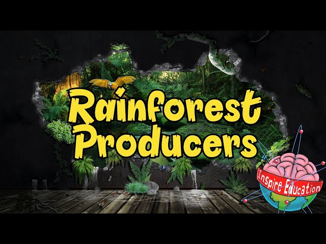 Rainforest Producers