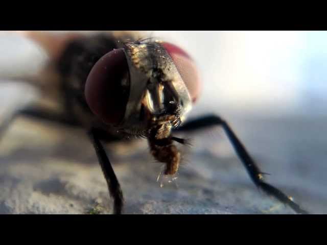 Close-up of a fly using a homemade macro lens and a Galaxy Nexus