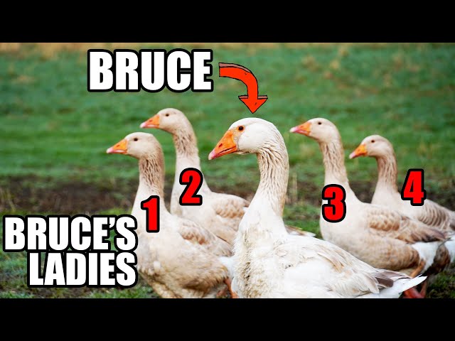Bruce, the Goose with Too Many Girlfriends