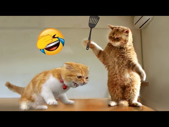 Try Not To Laugh Challenge  😂 - Funny Dogs And Cats Videos😺🐶Part 12