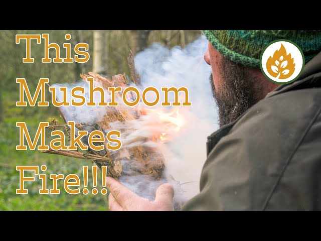 Hunting for King Alfred's Cakes - Daldinia concentrica and bushcraft firelighting