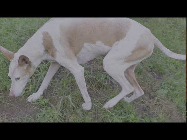 6 Hunde aus Tötung Spanien/Rumänien von Bekannten