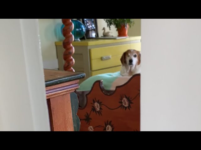 This senior beagle always gets super excited about his morning routine 🥰