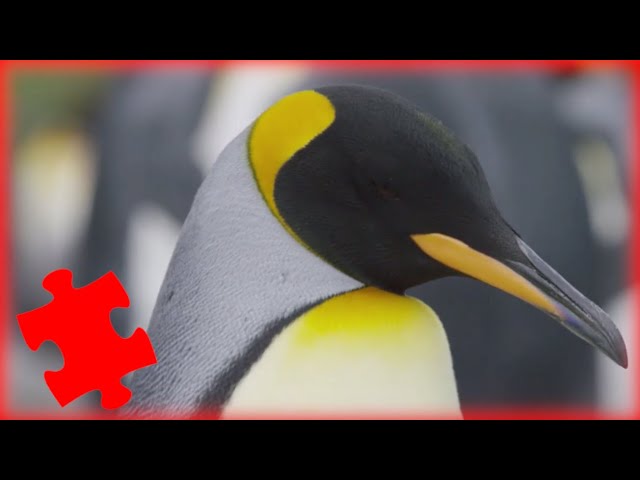 Penguins: From Frozen Seas - FreeSchool Productions