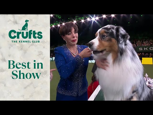 Emotional Interview with Crufts Best In Show Winner Melanie Raymond (and Viking!)