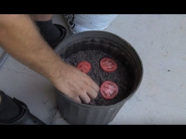 Man Who Left Tomato Slices In A Bucket For 10 Days Has The Whole Neighborhood Jealous