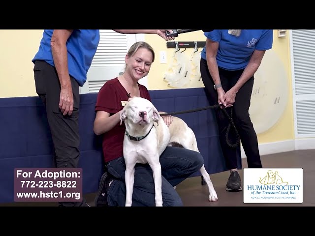MCTV’s Pets on Parade, featuring adoptable animals from the Humane Society of the Treasure Coast!