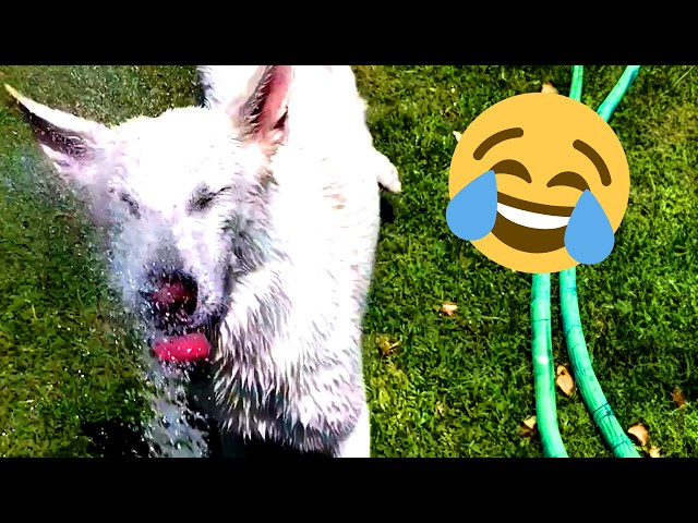 Dogs LOVE Water Hoses! 20 Minute Funny Dog and Puppy Video | 2024