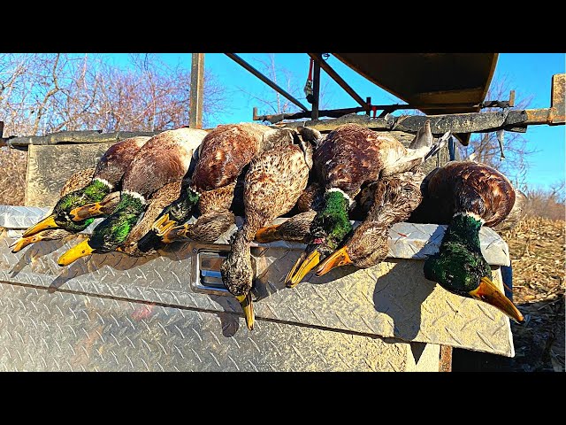 Mississippi River Duck Hunting ~ 3 Man Limit {Catch, Clean, Cook}