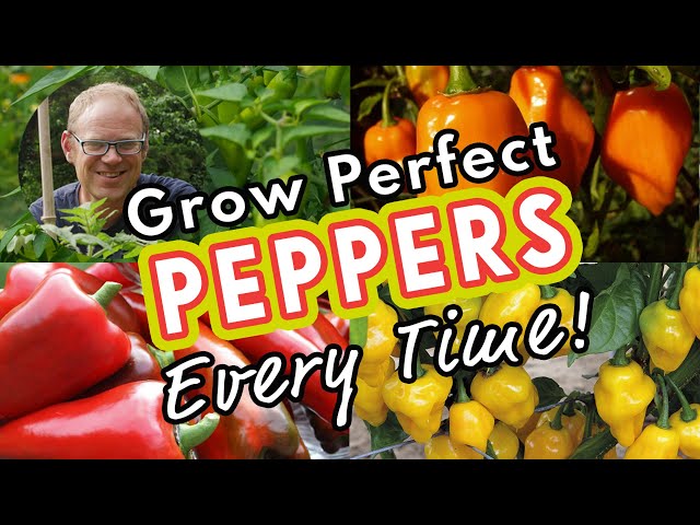 Grow Perfect Peppers Every Time! 🌶