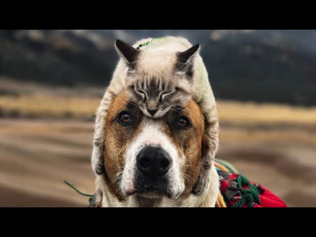 Funny Animals And Pets Compilation - TRY NOT TO LAUGH