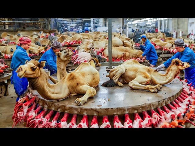 Arabs went crazy. This is how they produce millions of camel meat in the factory!