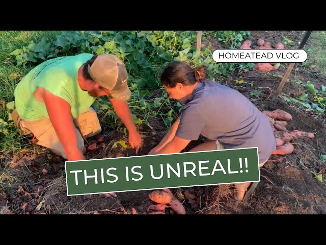 We Should’ve Been Planting These in Our Yard All Along! | Homestead Vlog | October 9, 2023