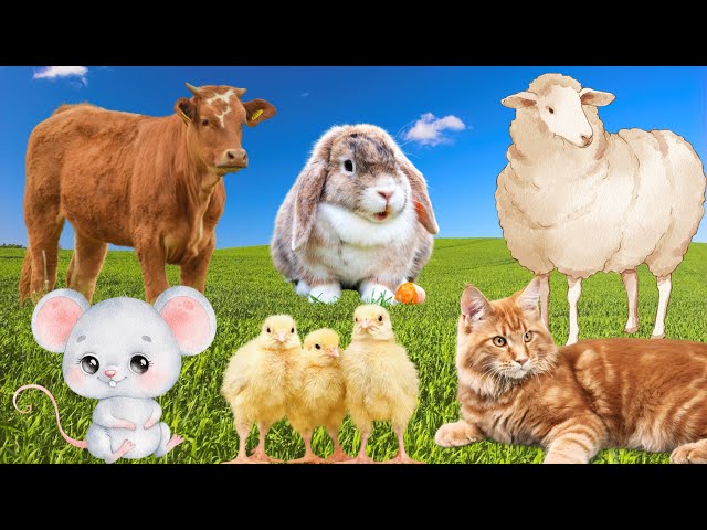 Farm animal sounds: Cow, goat, sheep, cat, chicken,...
