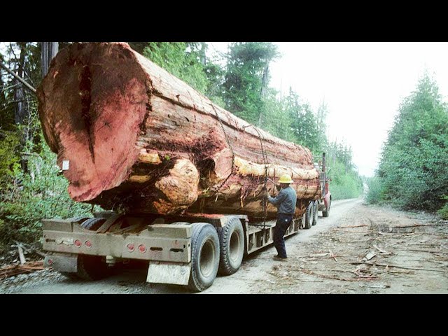 Extreme Dangerous Idiots Skill Logging Wood Giant Truck Operator | Heavy Equipment Machines Fails.