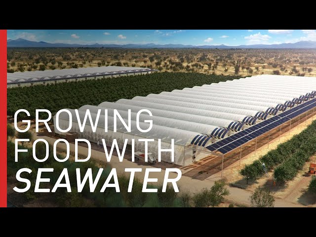 Growing Crops in the Desert with Seawater | Freethink