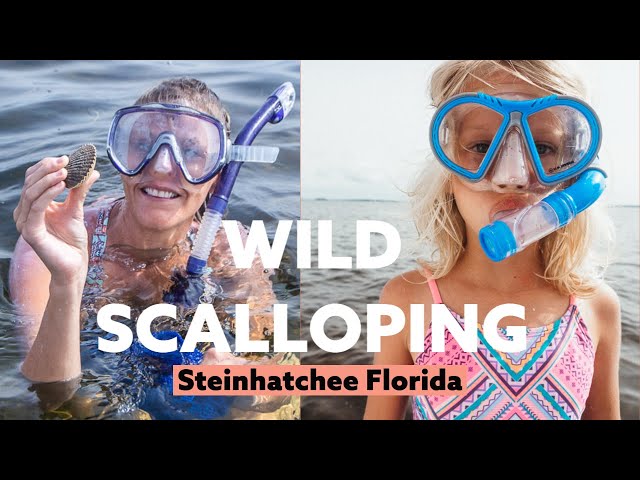 Scalloping in Steinhatchee Florida: unique family adventure