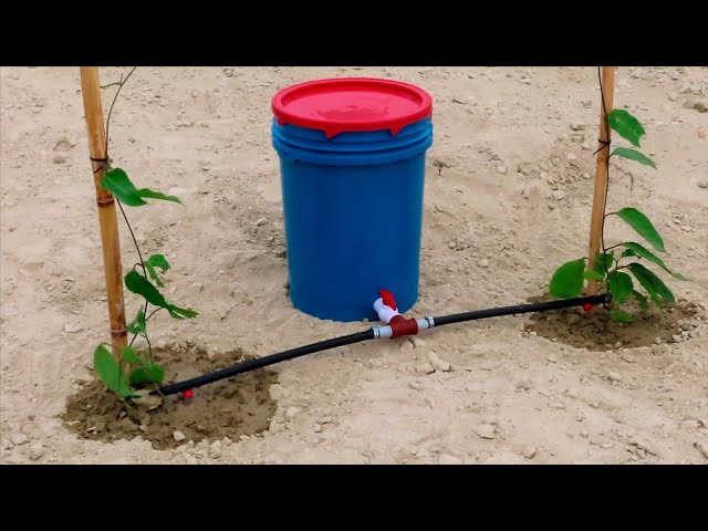 Como hacer riego por goteo casero para dos plantas frutales