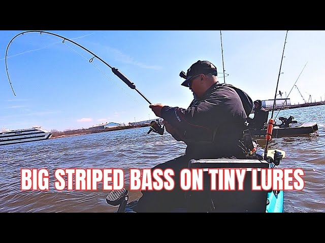 BIG Striped Bass on SMALL Lures (Sometimes Elephants Eat Peanuts Too!)