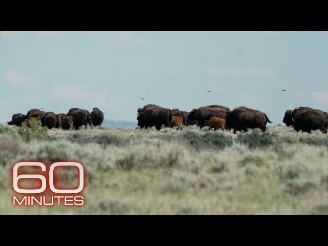 American Prairie: Restoring bison to northern Montana with a patchwork nature reserve | 60 Minutes