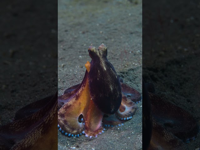 Octopus On the Hunt | Secrets of the Octopus