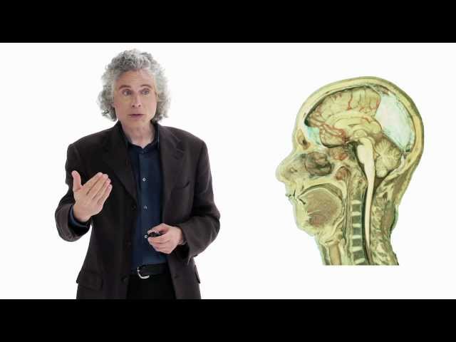 Steven Pinker: Linguistics as a Window to Understanding the Brain | Big Think