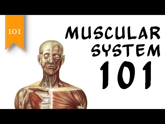 Muscular System 101 - The Human Muscular System and Types of Muscles - FreeSchool 101