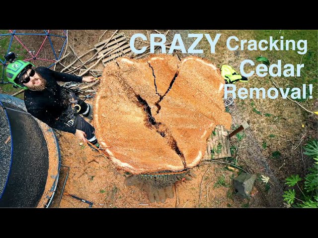 CRAZY Cracking Cedar Emergency Removal! Huge Tree starts to break apart!