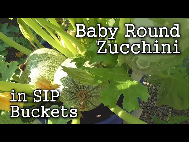 Baby Round Zucchini: Grown in 5 Gallon Self Watering Buckets