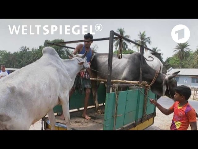 Wie aus heiligen indischen Kühen in Bangladesch Billigleder wird | Weltspiegel