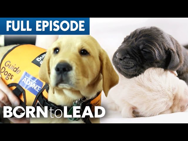 From Puppies To Guide Dogs | Born To Lead Episode 1 | Bondi Vet