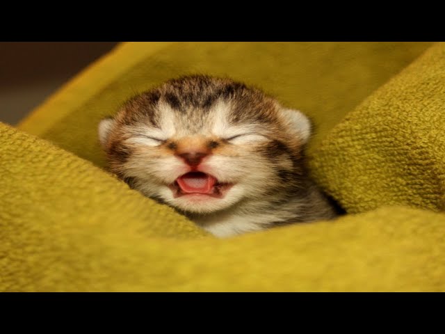 Kittens Meowing - Cute Kittens Video Compilation - Only The Cutest Baby Cats Meowing