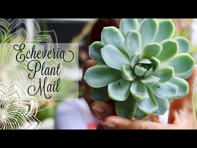 Buying My Succulents Online || A girl with a garden