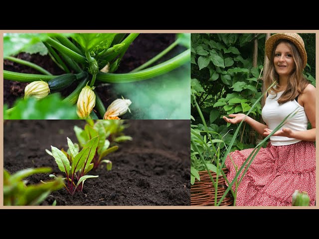 23 Gemüse, die du im Juli säen und pflanzen solltest!