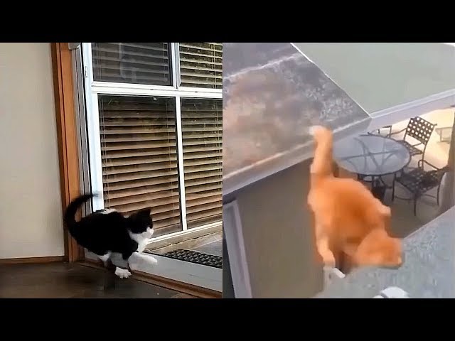 6 minutes of cats Falling/JUMPING FAILS