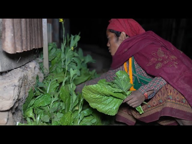 Collecting technology of  green vegetables by using primitive technology || Village life