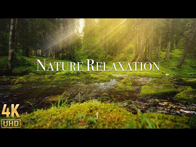 Deep Feeling by Beautiful Relaxing Music & Nature Sounds for Relax, Meditation, Sleep, Stress Relief