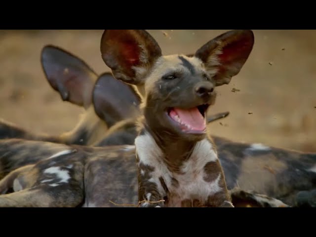Wild Dogs - Hot Springs Pack | National Geographic Wild Documentary [Full HD 1080p]