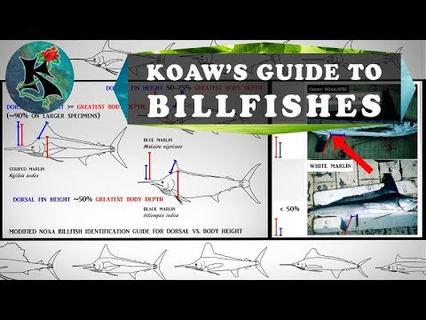 Fish Identification Guides