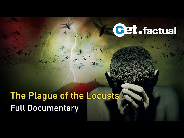 Locusts: a Trail of Destruction | Full Documentary