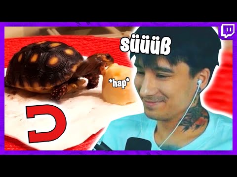 Daily Dose of Internet | Julien Bam Twitch Highlights