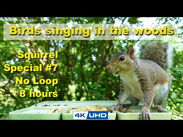 ASMR 8 HOURS of Birds Singing in the Woods, No loop, 4K Squirrel-7, Digital Stress Relief Therapy